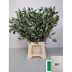 OLEA EUROPAEA PB