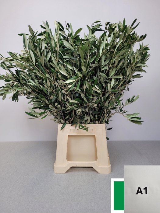 <h4>OLEA EUROPAEA PB</h4>