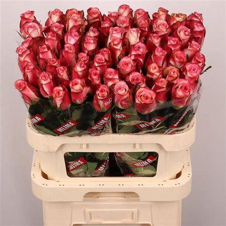 <h4>R Gr Spark Condor</h4>