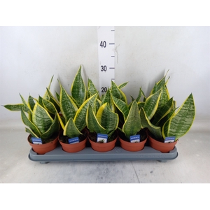 Sansevieria trifa. 'Futura Superba'