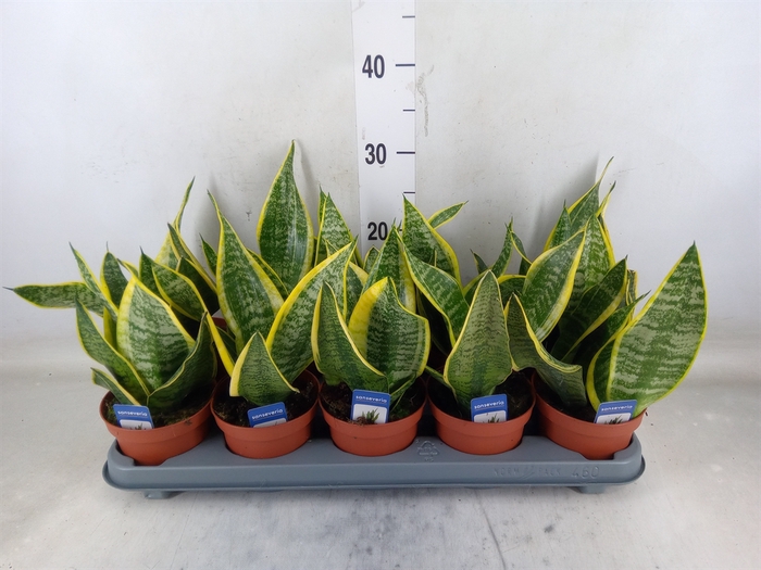 <h4>Sansevieria trifa. 'Futura Superba'</h4>