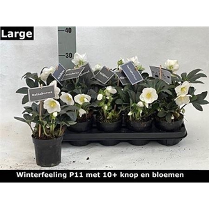 Hell Ni Winter Fleur 10+ Large