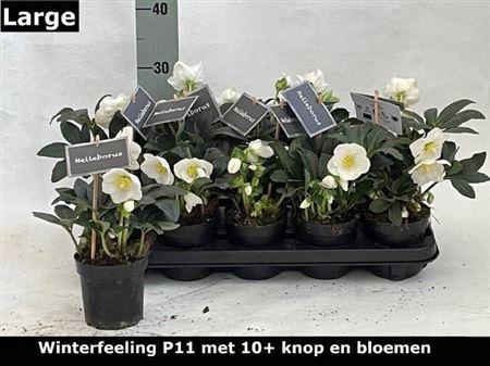 <h4>Hell Ni Winter Fleur 10+ Large</h4>