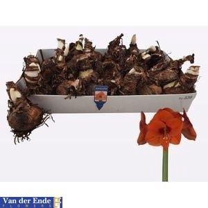 <h4>BLOEMBOL HIPPEASTRUM</h4>
