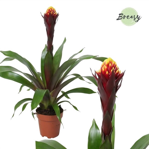 <h4>Guzmania Rockyflower Akabar</h4>