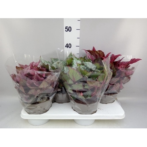 Begonia BD rex 'Beleaf'  ...mix