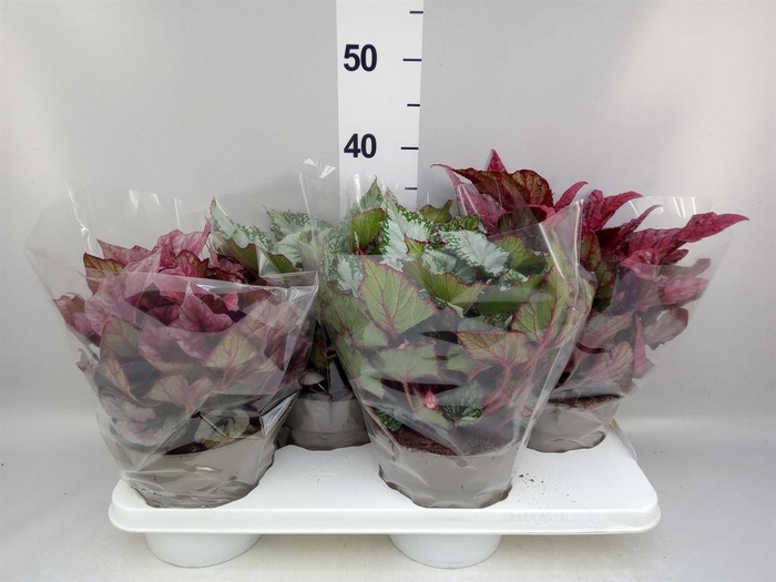 <h4>Begonia BD rex 'Beleaf'  ...mix</h4>
