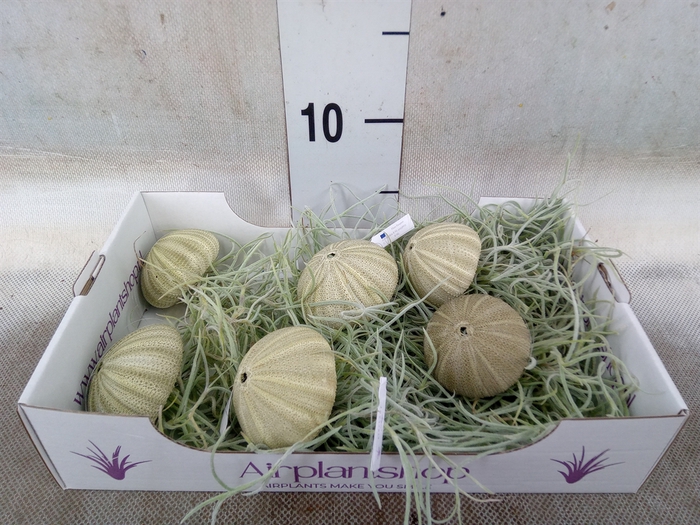 <h4>Tillandsia usneoides</h4>