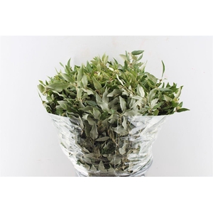 Steeneik Quercus Ilex 400 Gram
