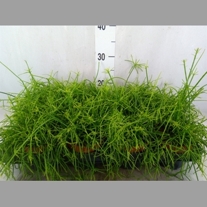 Rhipsalis   ...