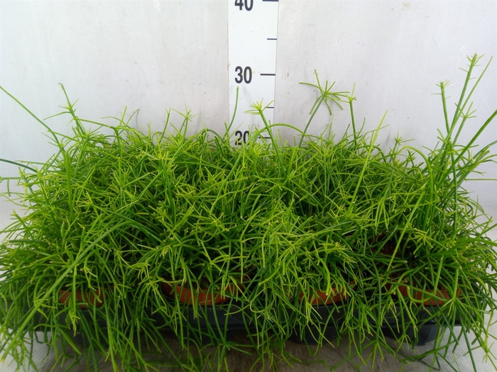 <h4>Rhipsalis   ...</h4>