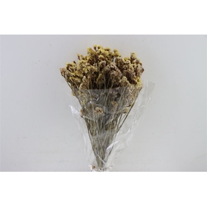 Dried Limonium Statice Coral Bunch