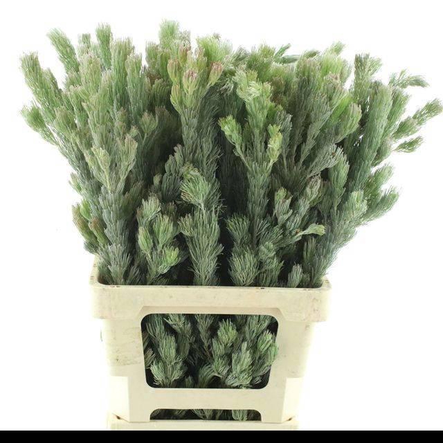 <h4>ADENANTHOS OV</h4>