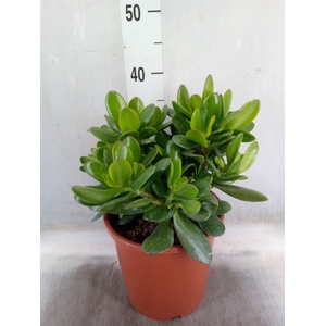 Crassula ovata