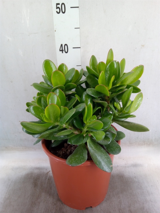 <h4>Crassula ovata</h4>