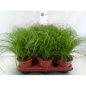 Cyperus alternifolius 'Zumula'