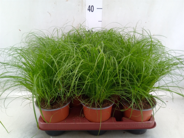 <h4>Cyperus alternifolius 'Zumula'</h4>