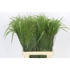Panicum Fountain