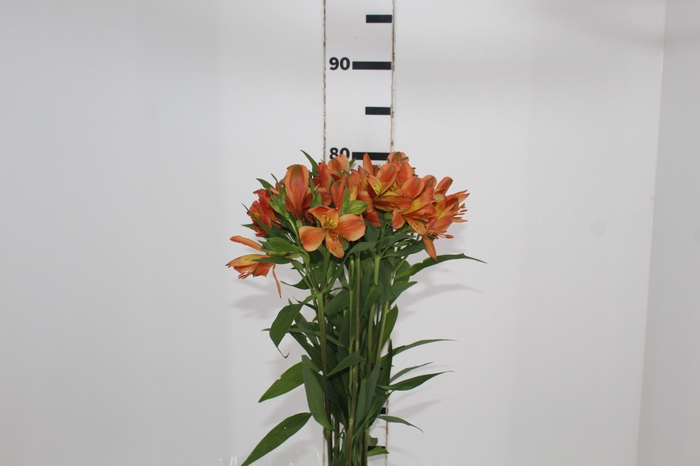 <h4>ALSTROEMERIA CHEERIO 080 CM</h4>