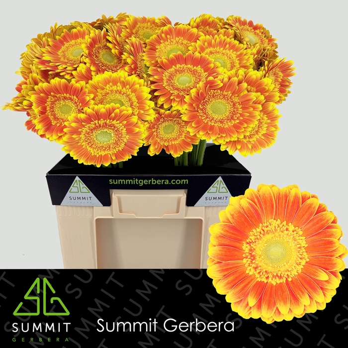 <h4>Gerbera Wannabe Water</h4>