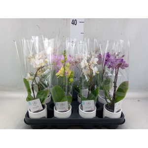 Phalaenopsis   ...mini