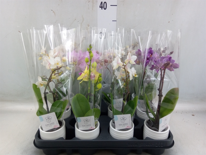 <h4>Phalaenopsis   ...mini</h4>