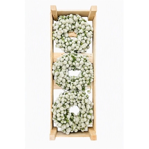 Wr Dried Gomphrena White 20cm
