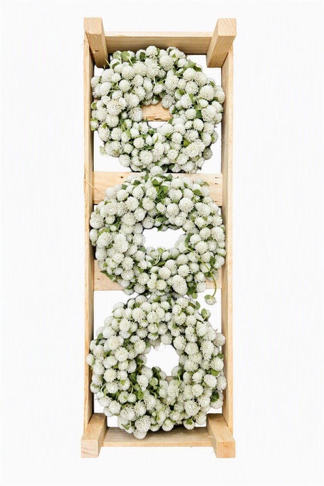 <h4>Wr Dried Gomphrena White 20cm</h4>