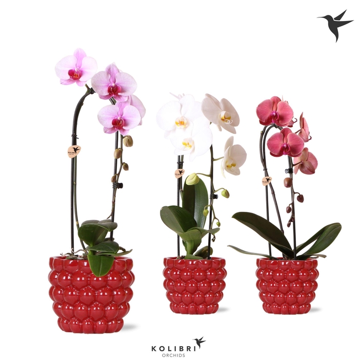 <h4>Kolibri Orchids Cascade Niagara Fall mix 1 spike in Berry pot</h4>