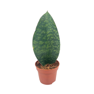 Sansevieria Whale Fin 9 cm