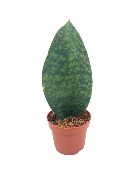 <h4>Sansevieria Whale Fin 9 cm</h4>