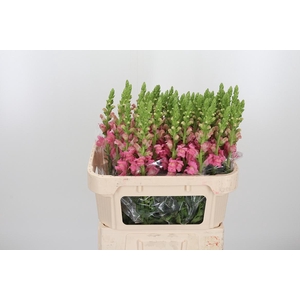 Antirrhinum Po Pink