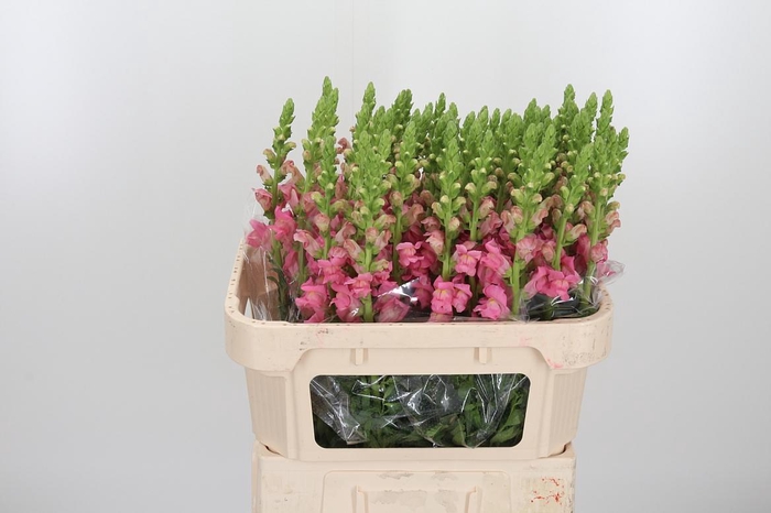 <h4>Antirrhinum Po Pink</h4>