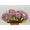 Blushing Bride Pink 6/9 Flowers