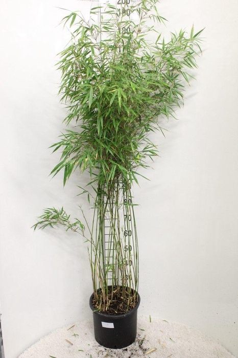 <h4>Fargesia rufa P32</h4>