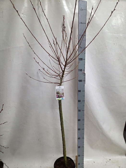 <h4>SALIX MT. ASO</h4>