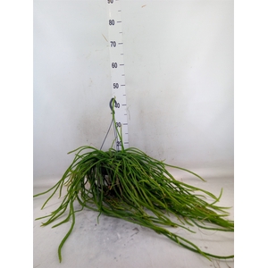 Rhipsalis   ...