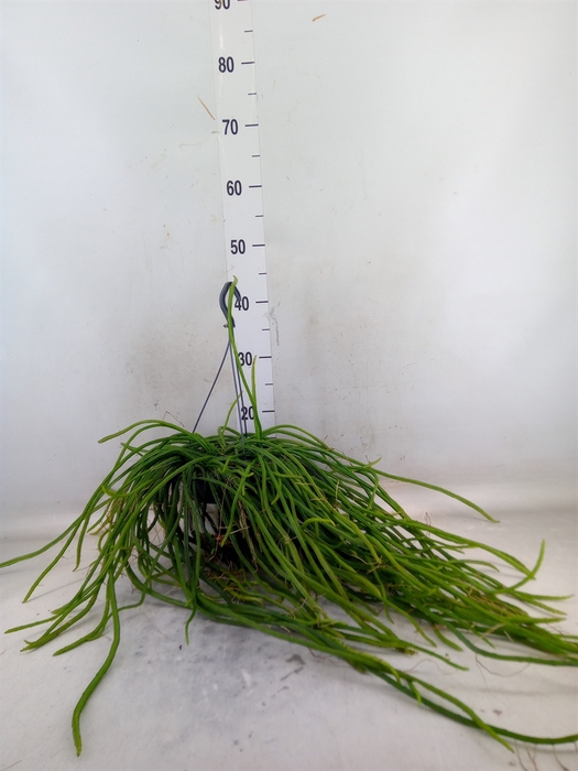 <h4>Rhipsalis   ...</h4>
