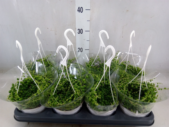 <h4>Senecio rowleyanus</h4>
