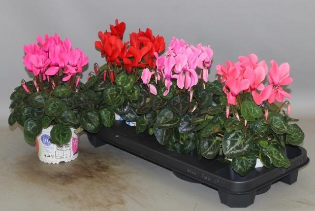 <h4>CYCL GR SUP XL</h4>