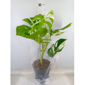 Monstera delic. 'Variegata'