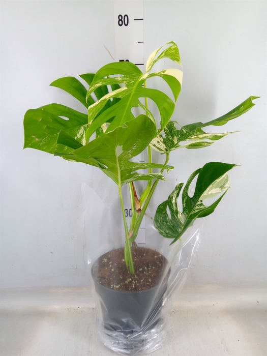<h4>Monstera delic. 'Variegata'</h4>