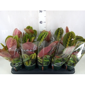 Maranta leuc. 'Fascinator'