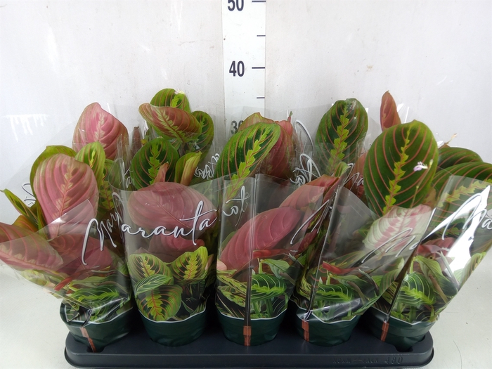 <h4>Maranta leuc. 'Fascinator'</h4>