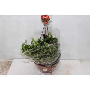 AESCHYNANTHUS RASTA C21