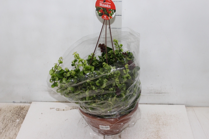 AESCHYNANTHUS RASTA C21