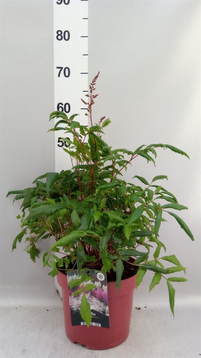 <h4>Astilbe   ...</h4>