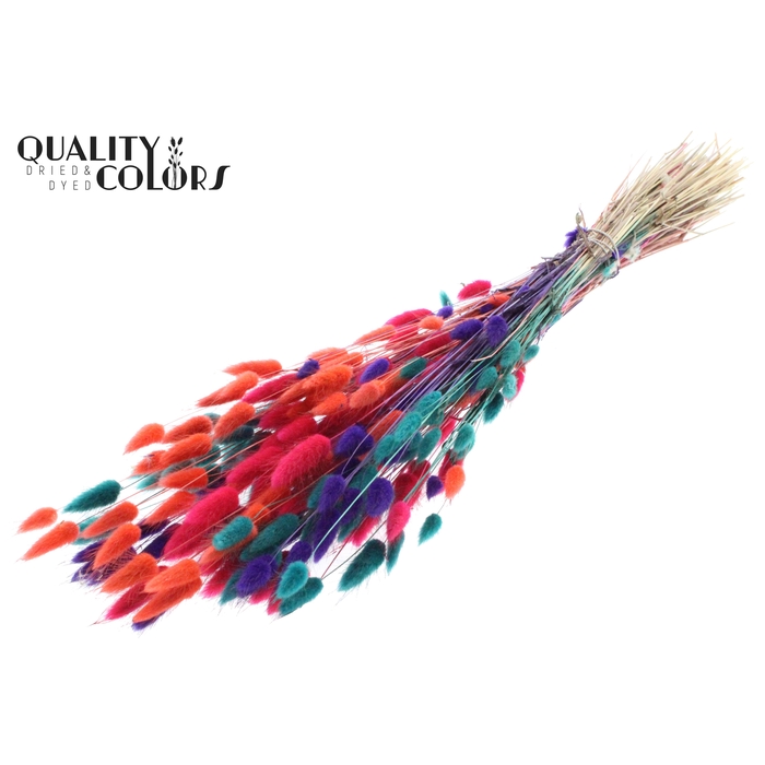<h4>Lagurus per bunch Colourful 4</h4>