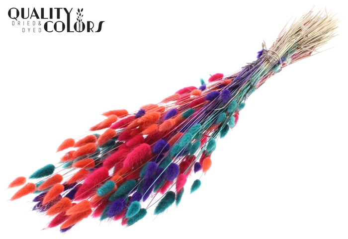 <h4>Lagurus per bunch Colourful 4</h4>