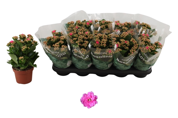 <h4>KAL GE NANDO PINK</h4>